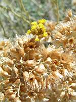 Pavot cornu - Glaussum flavum (en Corse) (02) (Photo F. Mrugala)